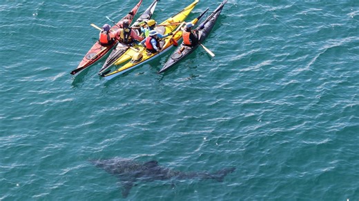 Beach evacuation after monster great white circles kayakers