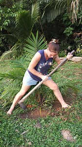 158K views · 4.7K reactions | Cleaning Around My Young Oil Palm Tree – Giving It Room to Grow!  #Homesteading #OffGridLiving #USA | Crazy jungle adventures | Facebook