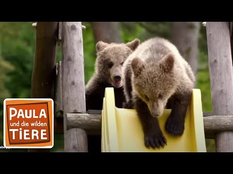 Bärengeschwister #3 | Bärenärger | Paula und die wilden Tiere