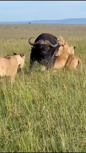Lion Attacks Buffalo – But the Buffalo Fights Back! Incredible Wildlife Battle