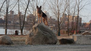 The German Shepherd is one of the most misunderstood dogs in the world. This is not a pet. This is not a trend. This breed was built for control, discipline, and real work. Not for beginners. Not decorative. Not casual. Watch before you decide to own one. #GermanShepherd #WorkingDog #NotAPet #ProtectionDog #DogDocumentary | Volodymyr Pylypyak