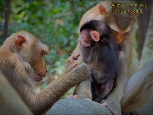 8.6K views · 554 reactions | Wow! That's so great! It seems like Libby cares a lot about Kenzo. Look at what Libby did for Kenzo. It shows how much she cares about him. | Beloved Monkeys Of Cambodia | Facebook