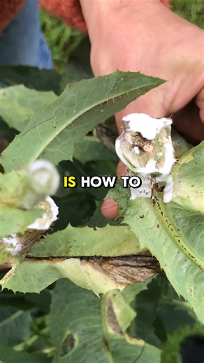 541 reactions · 39 shares | Did you know there are hundreds of plants found in nature that are scientifically proven to help with healing? In The Lost Book of Herbal Remedies, you can discover my 20 years of research into this subject to find plant-based remedies to a whole host of problems. Want to learn more about these healing plants? Get more information here https://www.thelostremedies.com/book . | The Lost Book of Herbal Remedies | Facebook