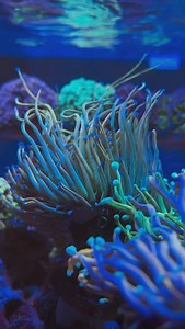 77 reactions · 5 comments | TGIF! You can tell @lowcountry_reefer’s corals are happy about it.  | EcoTech Marine | Facebook