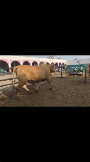 Understanding Livestock and Cattle Breeding Techniques