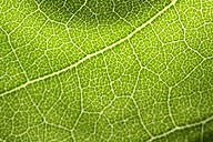 Leaf Structure and Function - Advanced ( Read ) | Biology