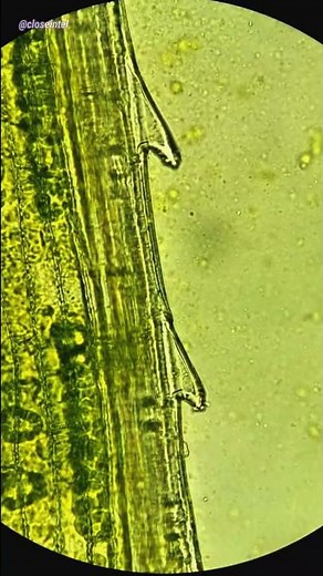 Blade of Grass Under Microscope