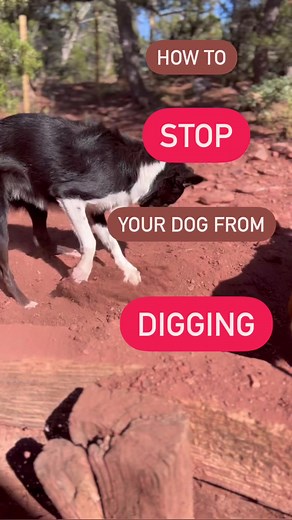 “How can I stop my dog from digging?” Well ... once a dog has started obsessive digging, this will require quite a bit of management and training. The thing is - digging is a normal canine behavior. And in many cases, dogs will dig occasionally, but not excessively. However: Once a dog discovers “Oh wow, digging is really fun when I am bored” then it quickly gets out of hand. Dogs that are left to their own devices outside for many hours and that do not have enough enrichment, training and exerc