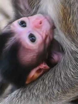 Lovely Moments Of Tiny Baby and Mommy #babymonkeys #adorablewildlife #babyprimates