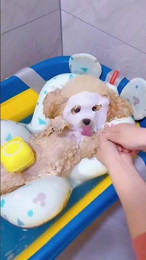 Luxury Dog Spa Day Face Mask & Bath Routine 🛁🐶 #cutepets #petgrooming