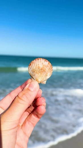 #sez @vspc Calling all shell seekers! Discover the best spots for...