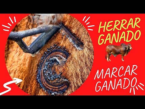 HOW TO SHOE CATTLE - BRAND CATTLE - IRON BRANDING CATTLE