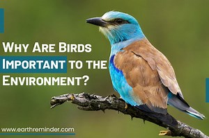 Why Are Birds Important to the Environment? | Earth Reminder