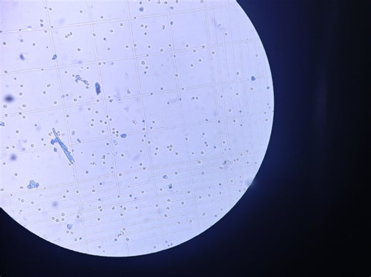 MTT法细胞活力数据处理（origin）本科实验