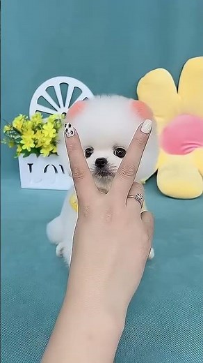 Teacup dog breeds and puppies 🐕 #shorts #cute