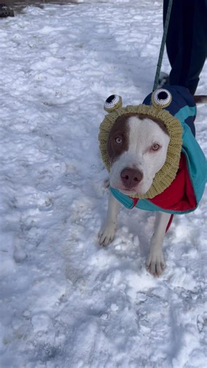 These two might not be the easiest models, but they sure are the cutest. Apply to meet them! Stray hold for Bella ends 2/7, Fisher available now. Apply: hcwanimalshelter.com 304-696-5551 | Huntington Cabell Wayne Animal Shelter