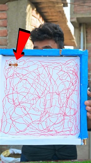 Ants Art Worth 2500000 Rs. #ants #art #shorts