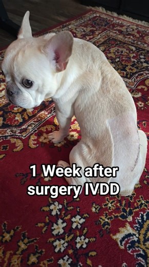 1 Week After IVDD Surgery. Baki’s First Steps Toward Recovery! #frenchbulldog