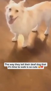 13K views · 21K reactions | Did you know deaf dogs may not hear...