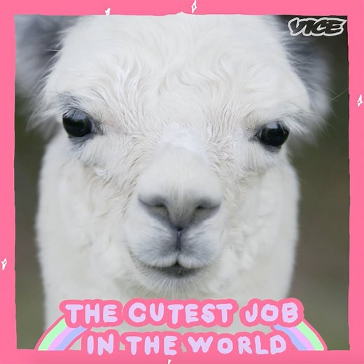 Alpacas are adorable looking camel things with fur like soft cotton wool. They're also wonderful. | VICE