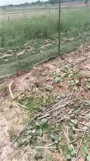 สวนผักที่บ้าน&ฟักทองปลูกเองครับ😁🙏