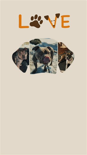 Someone’s Valentine Is Still Waiting… You belong with me… ❤️🐾 But we haven’t met yet. These adoptable dogs are waiting for someone to choose them this Valentine’s Day. Not one deserves to spend it in a kennel. Every dog in this video is available for adoption through Pitties & Pals Rescue NJ. Adopt. Foster. Share. Your best friend is in this video. Please share — their families might not know they’re here yet. ❤️ #adoptdontshop #rescuedog #valentineadoption #adoptapit #dogrescue #njrescue #pitt