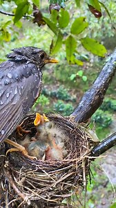 #DidYouKnow #animals #documentary #fish #bird #insect #hunting #reel #seaworld #wildlife #ocean #DidYouKnow #animals #documentary #fish #bird #insect #hunting #reel #seaworld #wildlife #ocean | The living world