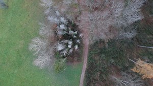 Path, Trees, Forest. Free Stock Video
