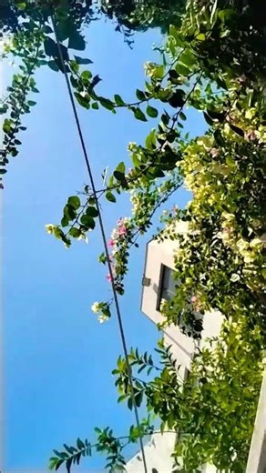 #hmllb #viral #shorts #short #reels #trending #travel #trend #reel #song #new #like #live #new #top