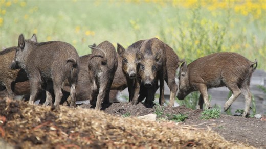 Wild boar farming, hunting illegal in Alberta without a permit