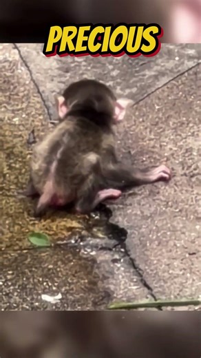 Punchs Bro Tiny Newborn Macaque First Steps Ichikawa City Zoo!🐒🍼 #punch #shorts #fyp #viral #animals