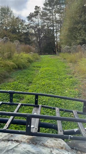 Shout out to Clay Brown at True Addiction Outdoors for great fall food plot. #eagleseed #fallfoodplots | Cocklebur Farms