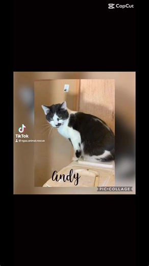 We are looking for our forever home! | North Georgia Animal Alliance