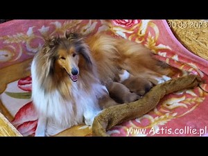 COLLIE rough puppies, milking