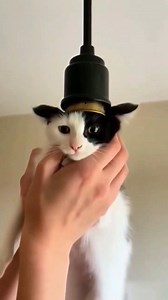 289K views · 2.1K reactions | Kucingnya ko bisa nyala How can the cat light up? #reels #fyp #videolucu | Heri Heri | Facebook