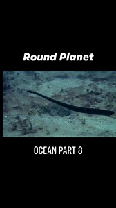 Season 1: Round Planet | The Story of Everything Episode 3: Ocean Hunters Part 8 | Prehistory, Nature and Science