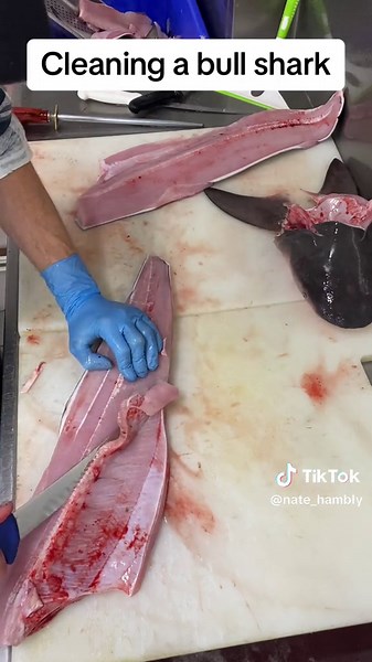 Butchering Shark for Fresh Fillets | Ultimate Guide
