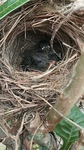 Enrique Pérez arroyo on Instagram: "#pajaros #con #gusano así están los tres hermanitos que he estado ayudando 🐦🫶🙏"