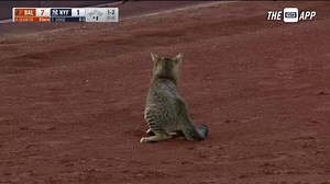14M views · 345K reactions |  CAT ON THE FIELD  | YES Network | Facebook