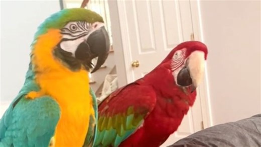 Clever Parrot Learns How To Communicate When He Has To Go “Potty”