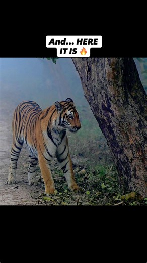 Tiger POV: Alone With Beldanda for 10 Minutes | Kishanpur Dudhwa Safari | Behind The Shot #shorts