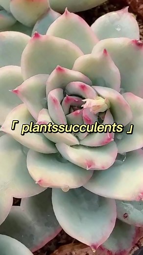 Different succulents have different cultivation methods. To keep them well, not only does each cultivator need to put in the effort, but also needs to master the cultivation method