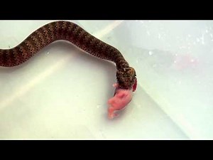 Feeding a Common Death Adder from Sydney