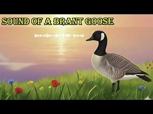 SOUND OF A BRANT GOOSE 🔊 What does a brant goose sound