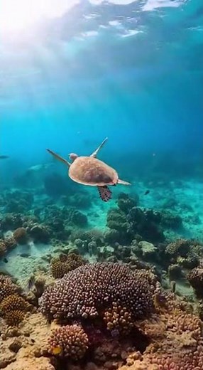 Sea Turtle – Real Green Sea Turtle Swimming Over Coral Reef