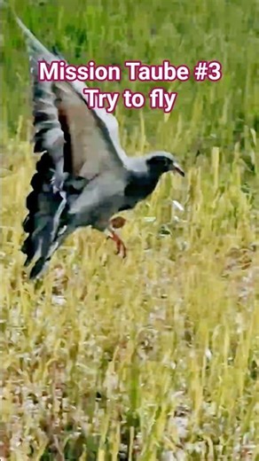 Logbuch Mission Taube #3 Try to fly