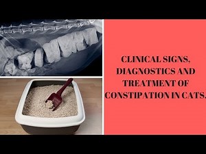 CLINICAL SIGNS, DIAGNOSTICS AND TREATMENT OF CONSTIPATION IN CATS