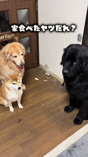 柴犬とゴールデンレトリバーの可愛い瞬間