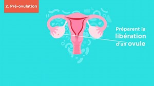 Le cycle menstruel est la période qui va du premier jour des règles jusqu'au premier jour des règles suivantes. En moyenne, un cycle menstruel dure 28 jours, mais il est possible qu'il soit plus long ou plus court. #infertilité #Fertilité #Grossesse #Enceinte http://www.drskhiri.com | Docteur Ahmed SKHIRI Gynecologue