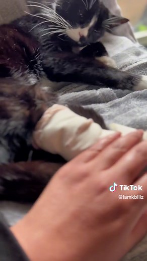 Treating Tux's Sprained Ankle with Ace Bandage and Duct Tape